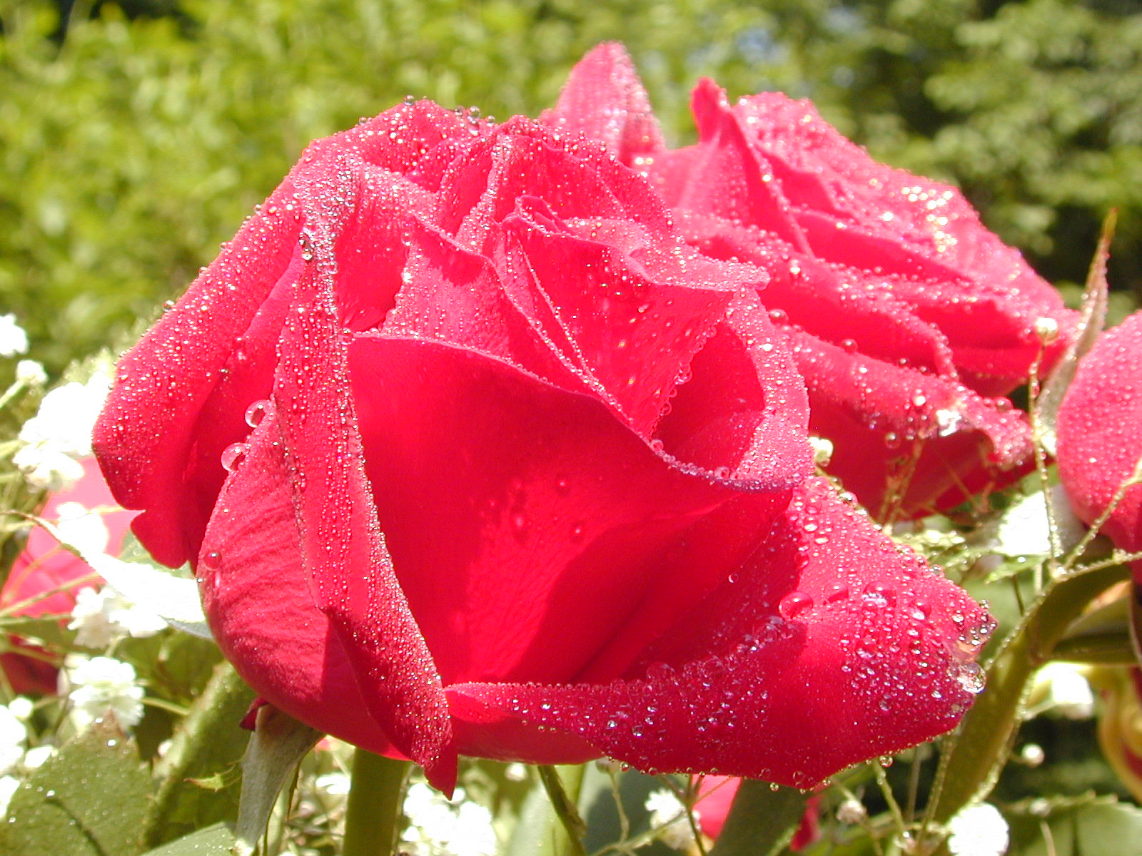 beauty rose flower